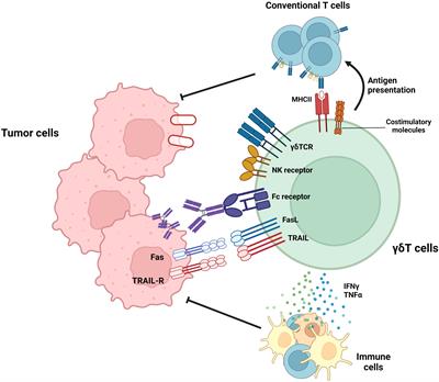 γδ T cells as a potential therapeutic agent for glioblastoma